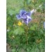 Гибискус сирийский Голубой сатин (Hibiscus syriacus Blue Satin)
